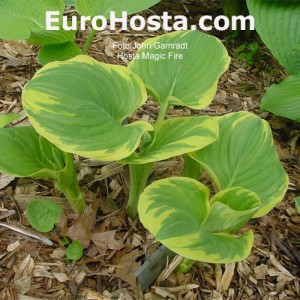 Hosta Magic Fire