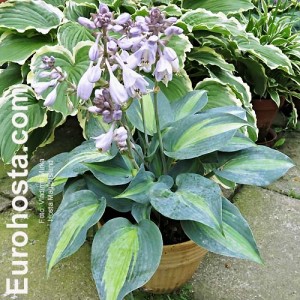 Hosta Magic Island