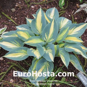 Hosta Magic Island