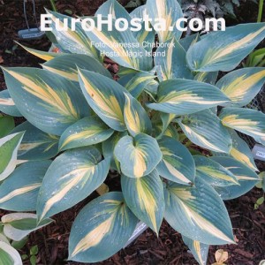 Hosta Magic Island