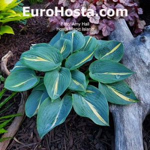 Hosta Magic Island