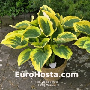 Hosta Majesty - Eurohosta