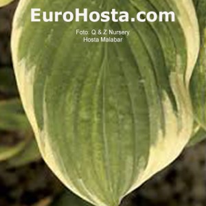 Hosta Malabar