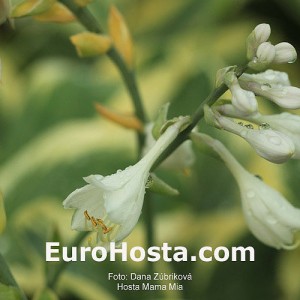 Hosta Mama Mia - Eurohosta