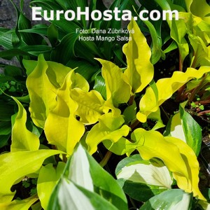 Hosta Mango Salsa