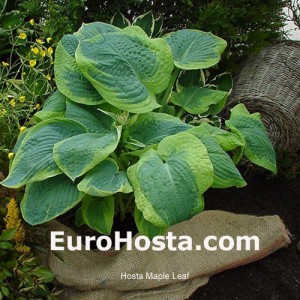 Hosta Maple Leaf - Eurohosta