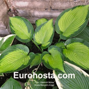 Hosta Margie's Angel