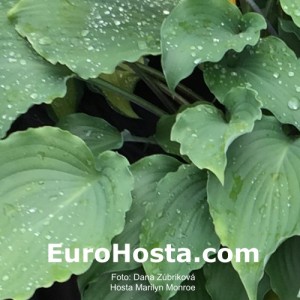 Hosta Marilyn Monroe - Eurohosta