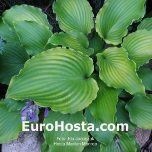 Hosta Marilyn Monroe - Eurohosta