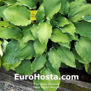 Hosta Marilyn Monroe - Eurohosta