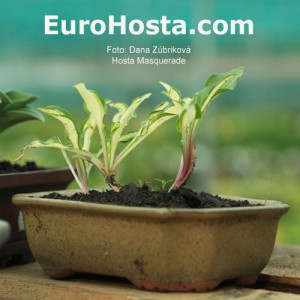 Hosta Masquerade - Eurohosta