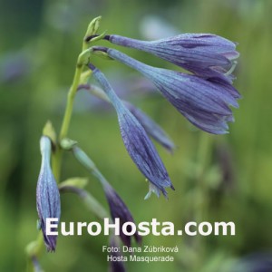 Hosta Masquerade - Eurohosta