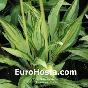 Hosta Masquerade - Eurohosta