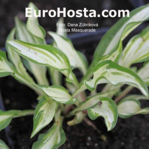 Hosta Masquerade - Eurohosta