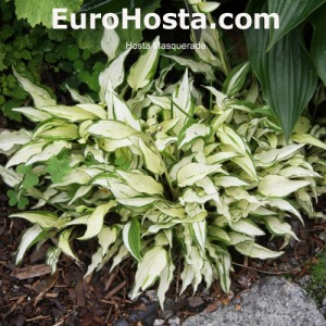 Hosta Masquerade - Eurohosta