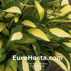 Hosta Mata Hari - Eurohosta