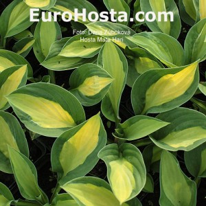 Hosta Mata Hari - Eurohosta