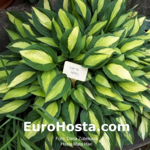 Hosta Mata Hari - Eurohosta