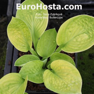 Hosta Maui Buttercups