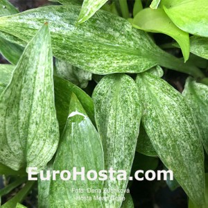 Hosta Mean Gene