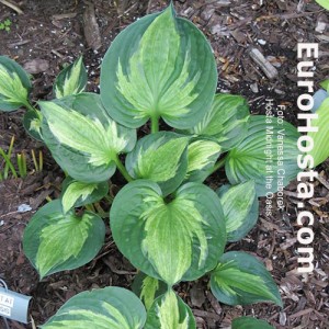 Hosta Midnight at the Oasis