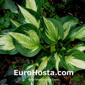 Hosta Midnight at the Oasis