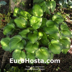 Hosta Midwest Magic - Eurohosta