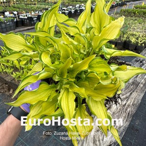 Hosta Mieke