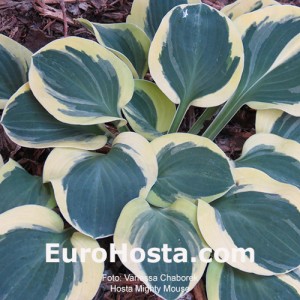 Hosta Mighty Mouse