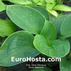 Hosta Millenium - Eurohosta