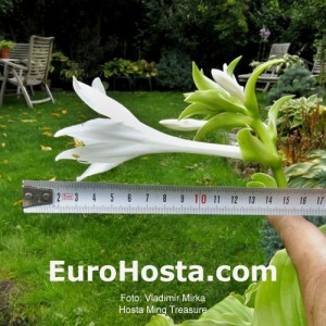 Hosta Ming Treasure