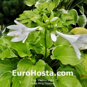 Hosta Ming Treasure