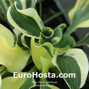 Hosta Mini Skirt