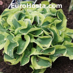 Hosta Mini Skirt