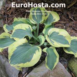 Hosta Mini Skirt