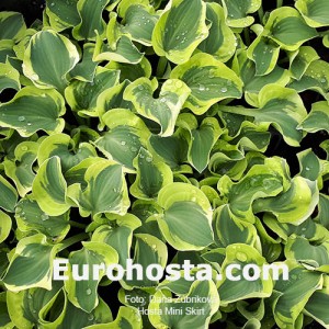 Hosta Mini Skirt