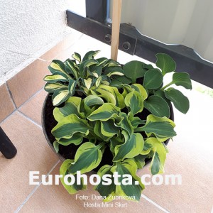 Hosta Mini Skirt