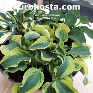 Hosta Mini Skirt