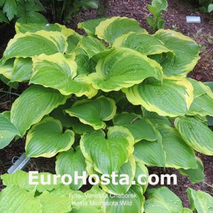 Hosta Minnesota Wild