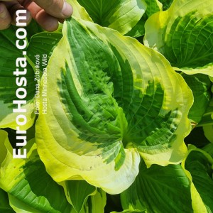 Hosta Minnesota Wild