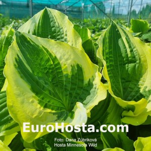 Hosta Minnesota Wild