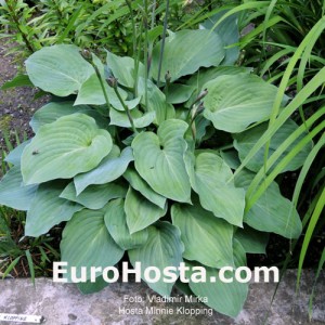 Hosta Minnie Klopping