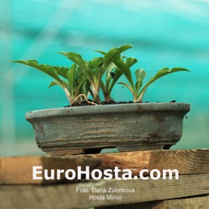 bonsai hosta