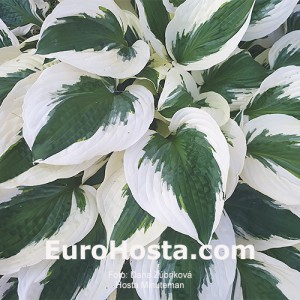 Hosta Minutemann