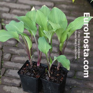 Hosta Miss Linda Smith