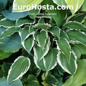 Hosta Miss Lya