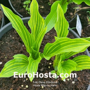 Hosta Mito no Hana