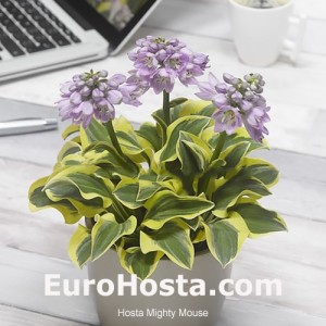 Hosta Mighty Mouse