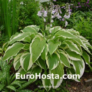 Hosta Moerheim - Eurohosta