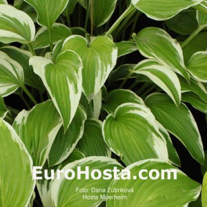 Hosta Moerheim - Eurohosta